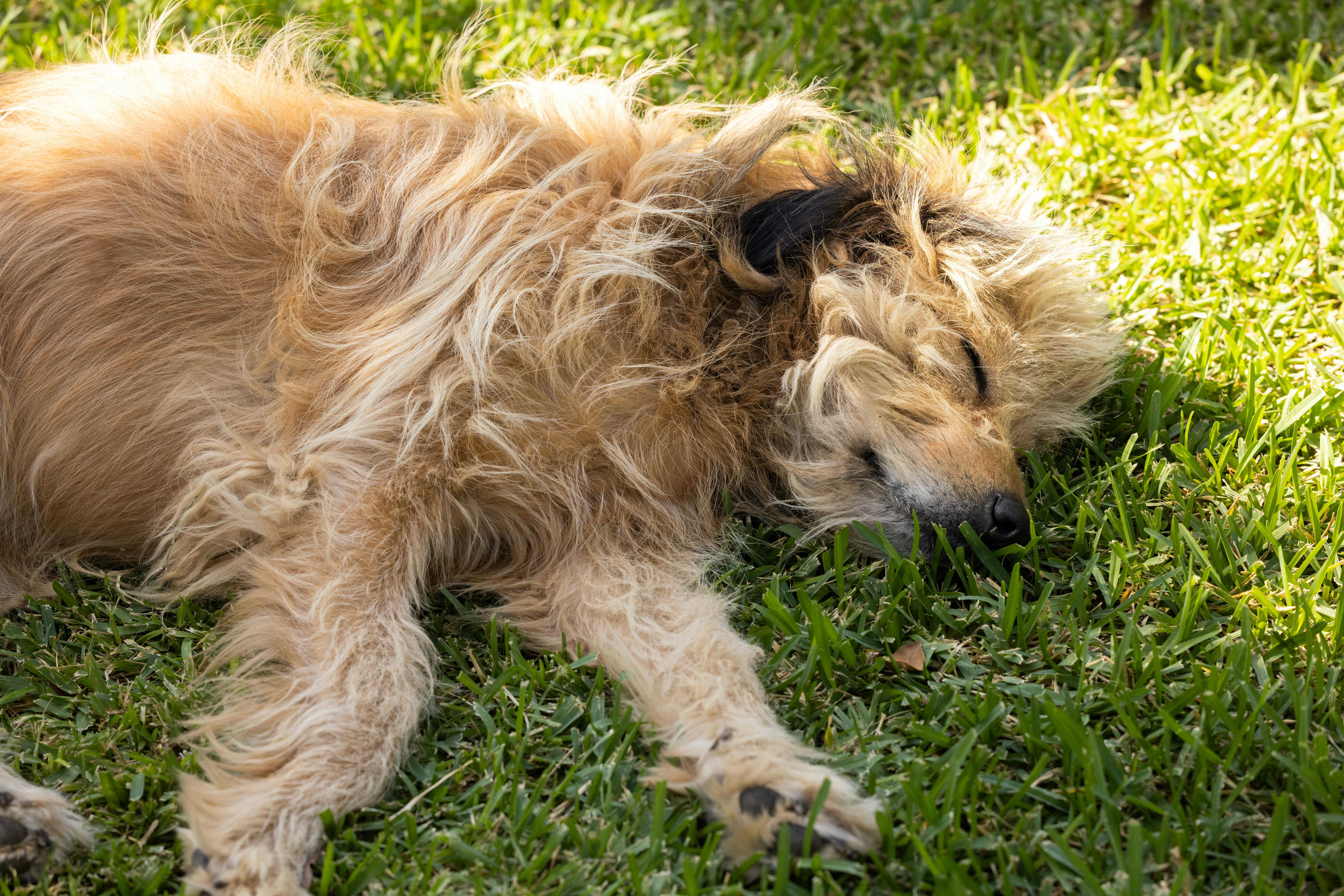 Itch Relief for Pets in Spring 1 Itch Relief for Pets in Spring